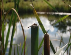 Rocklands Mere Fishery Damsel