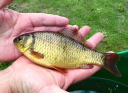 rocklands mere fishery nursery crucian