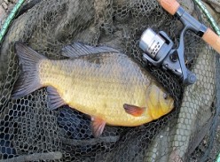Rocklands Mere Fishery crucian carp