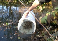 Crucian Carp Norfolk