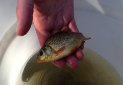 Crucian Carp Norfolk