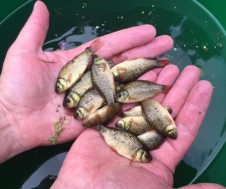 rocklands mere fishery baby crucians