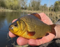 rocklands mere crucian fishing