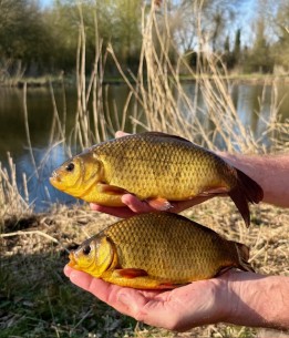 rocklands mere crucians