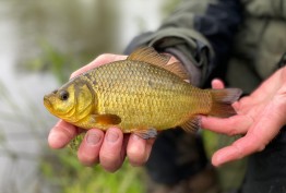 rocklands mere crucian