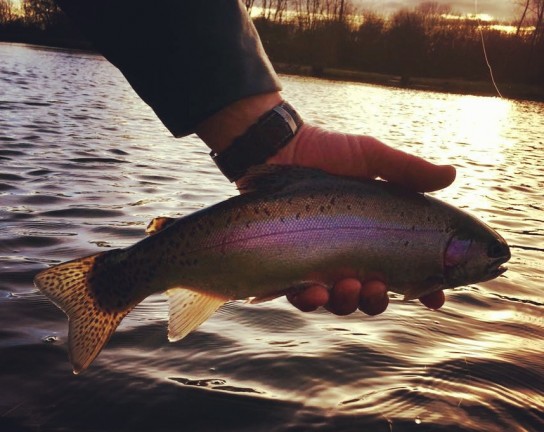 Caught this beautiful brown trout by accident. I think there are bigger  ones where I caught this. What lures/bait would you use in a reservoir for  rainbow/brown trout that is predominantly dominated